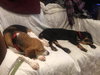 Rj Litter Jewels (Mom) - ADOPTED 01.11.14