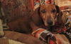 Mary Jane â¥-ADOPTED 04.13.14