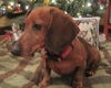 Mary Jane â¥-ADOPTED 04.13.14