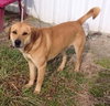 Digger - ADOPTED 01.19.14
