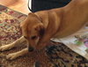 Digger - ADOPTED 01.19.14