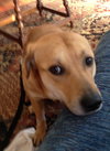 Digger - ADOPTED 01.19.14