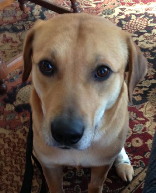Digger - ADOPTED 01.19.14