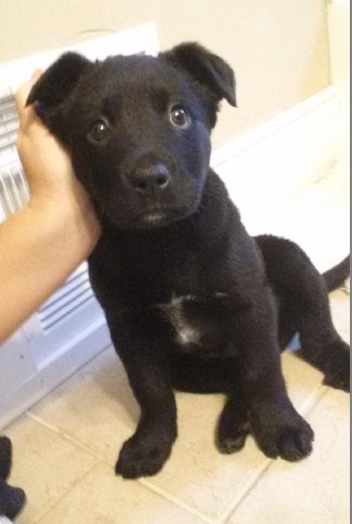Tj Litter Gumdrop - ADOPTED 12.26.13