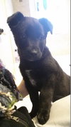 Tj Litter Gumdrop - ADOPTED 12.26.13