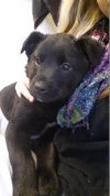Tj Litter Gumdrop - ADOPTED 12.26.13