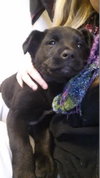 Tj Litter Gumdrop - ADOPTED 12.26.13
