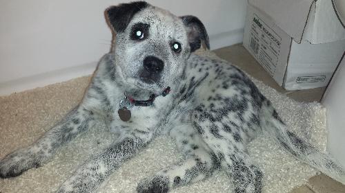 Tj Litter Snowflake - ADOPTED 01.03.14