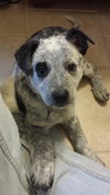 Tj Litter Snowflake - ADOPTED 01.03.14