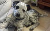 Tj Litter Snowflake - ADOPTED 01.03.14