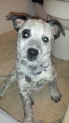 Tj Litter Snowflake - ADOPTED 01.03.14