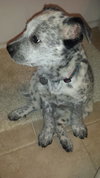 Tj Litter Snowflake - ADOPTED 01.03.14