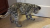Tj Litter Snowflake - ADOPTED 01.03.14