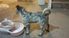 Tj Litter Snowflake - ADOPTED 01.03.14