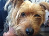 Nico - ADOPTED 01.04.14