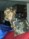 Nico - ADOPTED 01.04.14