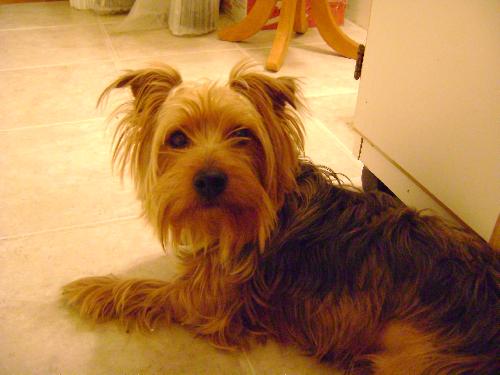 Nico - ADOPTED 01.04.14