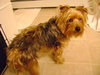 Nico - ADOPTED 01.04.14