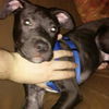Ziggy - ADOPTED 01.21.14