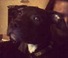 Ziggy - ADOPTED 01.21.14