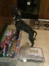 Ziggy - ADOPTED 01.21.14