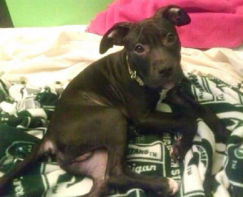 Ziggy - ADOPTED 01.21.14