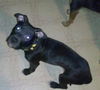 Ziggy - ADOPTED 01.21.14