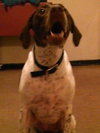 Birdie Ã¢ÂÂ¥-ADOPTED 02.16.14