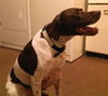 Birdie Ã¢ÂÂ¥-ADOPTED 02.16.14