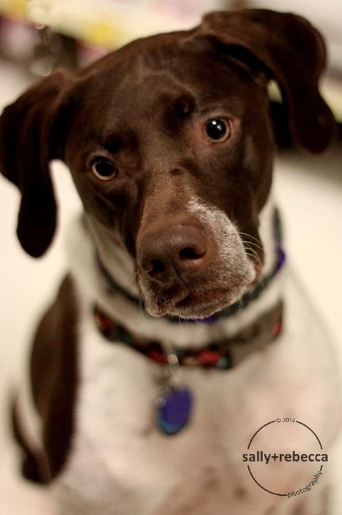Birdie Ã¢ÂÂ¥-ADOPTED 02.16.14