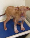 Monkey - ADOPTED 02.25.14
