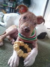 Monkey - ADOPTED 02.25.14