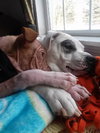 Monkey - ADOPTED 02.25.14