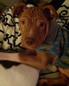 Monkey - ADOPTED 02.25.14