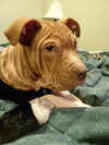 Monkey - ADOPTED 02.25.14