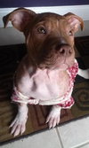 Monkey - ADOPTED 02.25.14