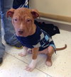 Monkey - ADOPTED 02.25.14