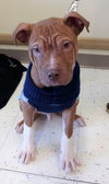 Monkey - ADOPTED 02.25.14
