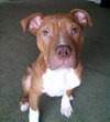 Monkey - ADOPTED 02.25.14