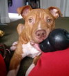 Monkey - ADOPTED 02.25.14