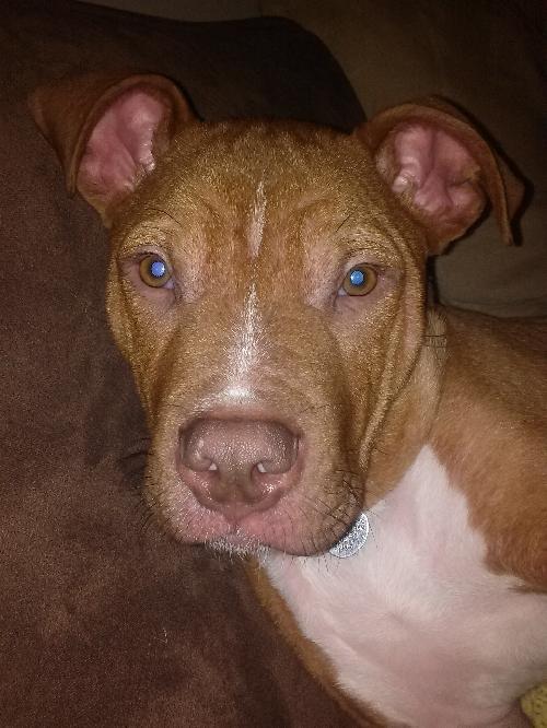 Monkey - ADOPTED 02.25.14