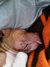 Monkey - ADOPTED 02.25.14