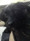 Noelle - ADOPTED 01.18.14