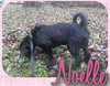 Noelle - ADOPTED 01.18.14
