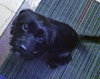 Noelle - ADOPTED 01.18.14