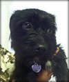 Noelle - ADOPTED 01.18.14