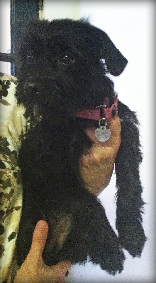 Noelle - ADOPTED 01.18.14