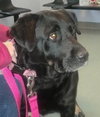 Miss Trixie - ADOPTED 01.18.14