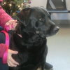 Miss Trixie - ADOPTED 01.18.14