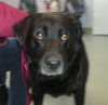 Miss Trixie - ADOPTED 01.18.14
